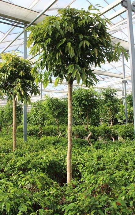 Ficus Amstel King