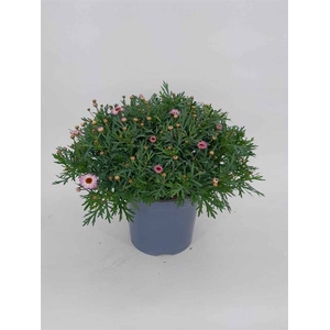 Argyranthemum Molimba Monroe Pink
