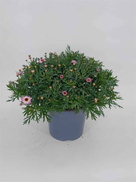 <h4>Argyranthemum Molimba Monroe Pink</h4>