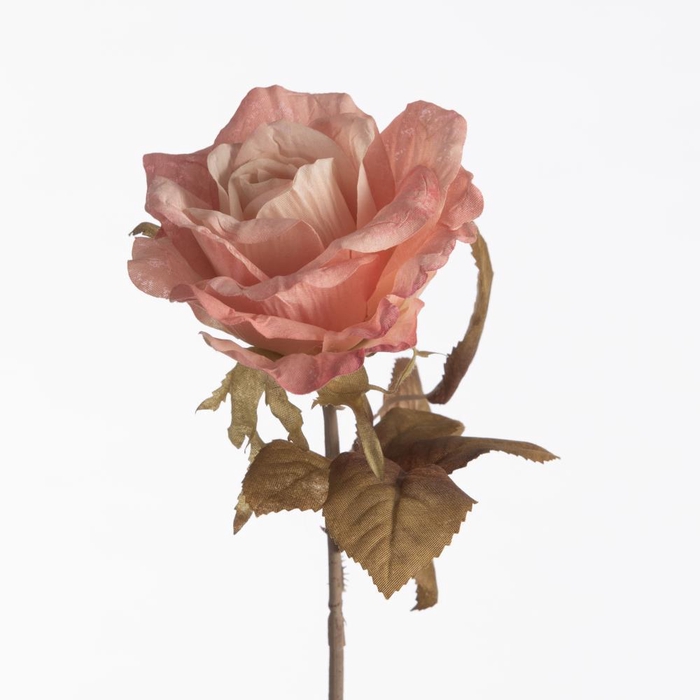 <h4>AF Rosa Dried L64cm Pink</h4>