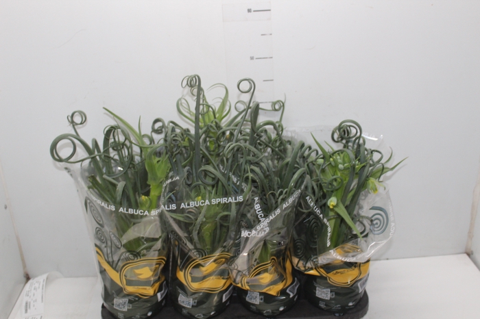 <h4>ALBUCA SPIRALIS P14 COM FLOR</h4>