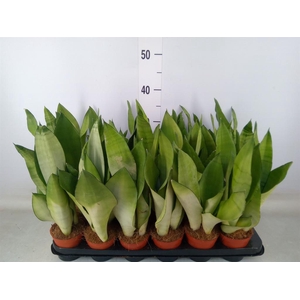 Sansevieria trifa. 'Moonshine'