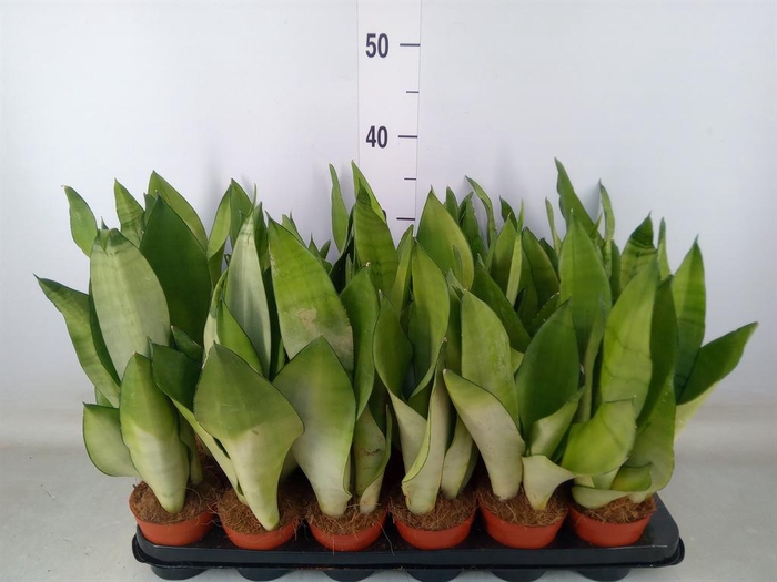 <h4>Sansevieria trifa. 'Moonshine'</h4>