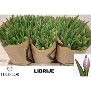 TU EN LIBRIJE