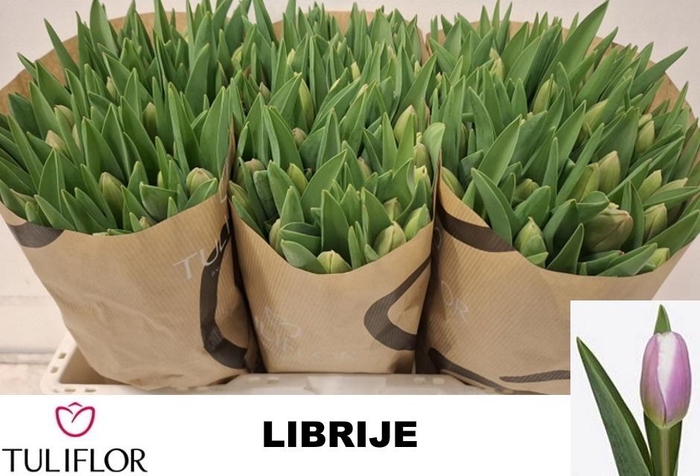 <h4>TU EN LIBRIJE</h4>