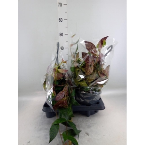 Aeschynanthus marmoratus