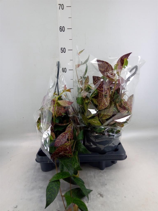 <h4>Aeschynanthus marmoratus</h4>