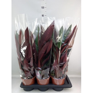 Stromanthe sanguin. 'Stripestar'