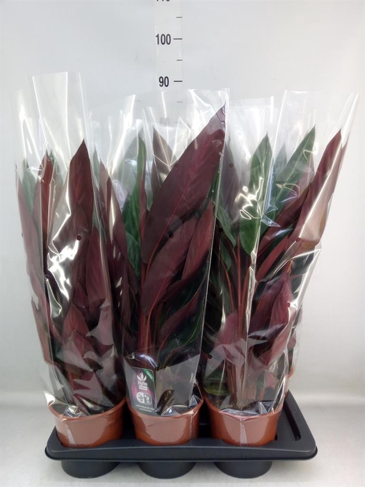 <h4>Stromanthe sanguin. 'Stripestar'</h4>