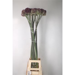 Allium Summer Drummer Extra