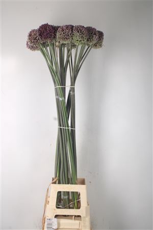 <h4>Allium Summer Drummer Extra</h4>