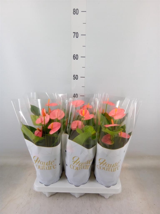 <h4>Anthurium andr. 'Spirit'</h4>