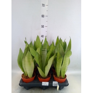 Sansevieria trifa. 'Moonshine'