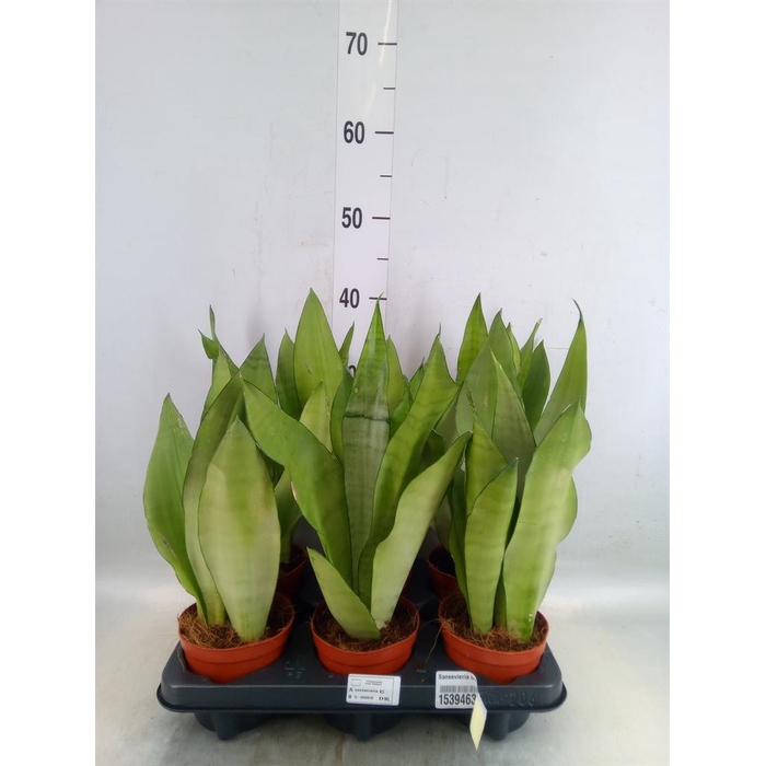 <h4>Sansevieria trifa. 'Moonshine'</h4>