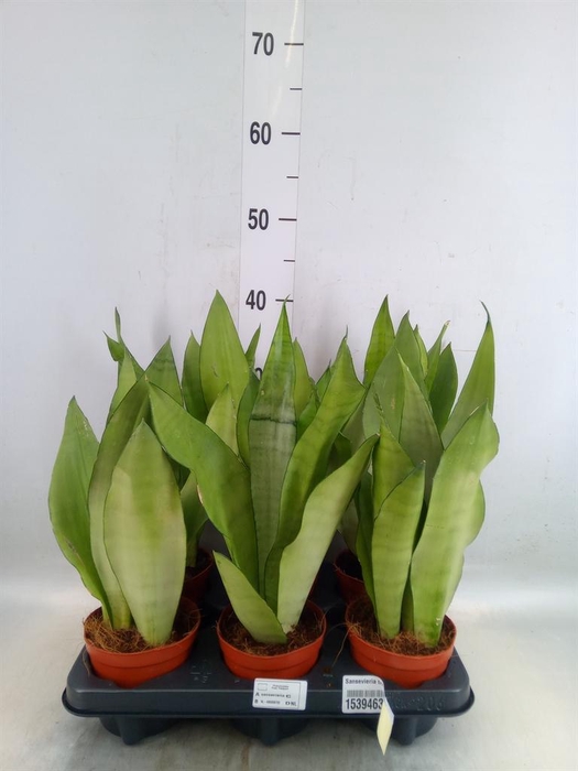 Sansevieria trifa. 'Moonshine'