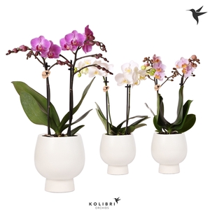 Kolibri Orchids Phalaenopsis mix 2 spike in Scandic pot white