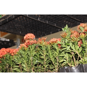 IXORA MINI VERMELHO SAQ 30