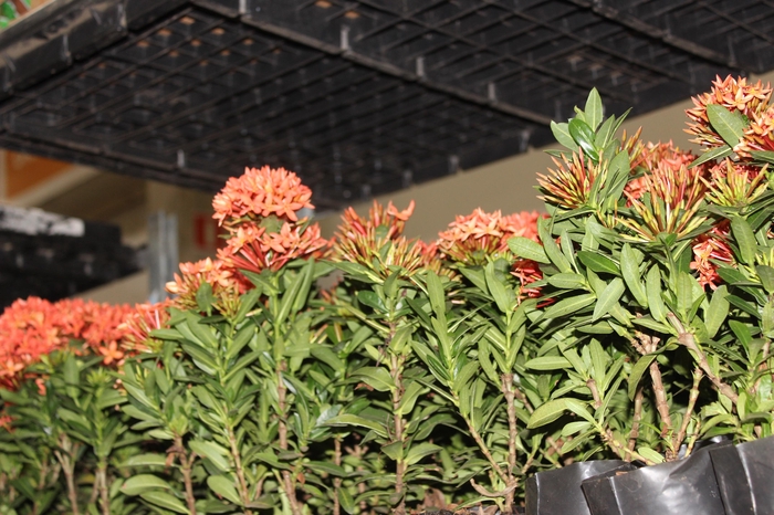 IXORA MINI VERMELHO SAQ 30