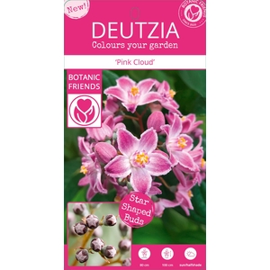 Deutzia Million Stars® 'Pink Cloud' (PBR) C3