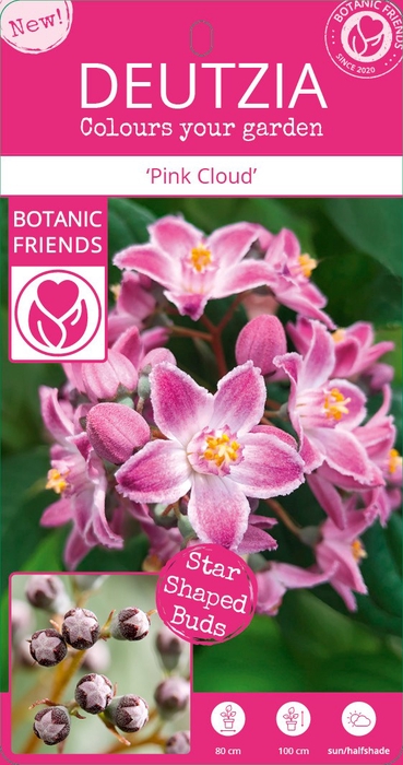 <h4>Deutzia Million Stars® 'Pink Cloud' (PBR) C3</h4>