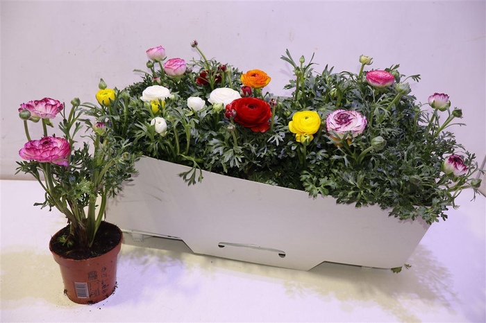 <h4>arr8 Ranun Sprink Gem</h4>