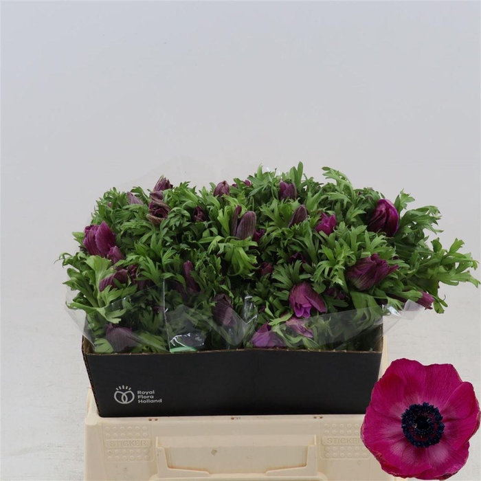 <h4>Anemone Galil Purper</h4>