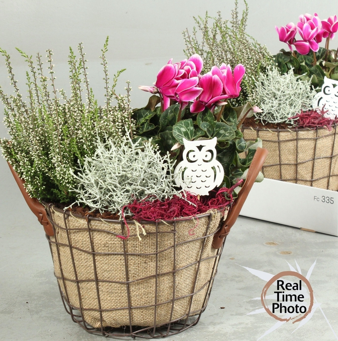 <h4>ARR TUINPLANTEN</h4>