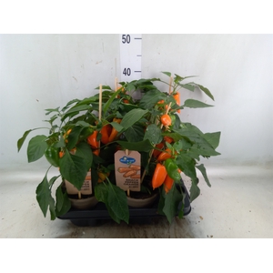 Capsicum annuum   ...paprika