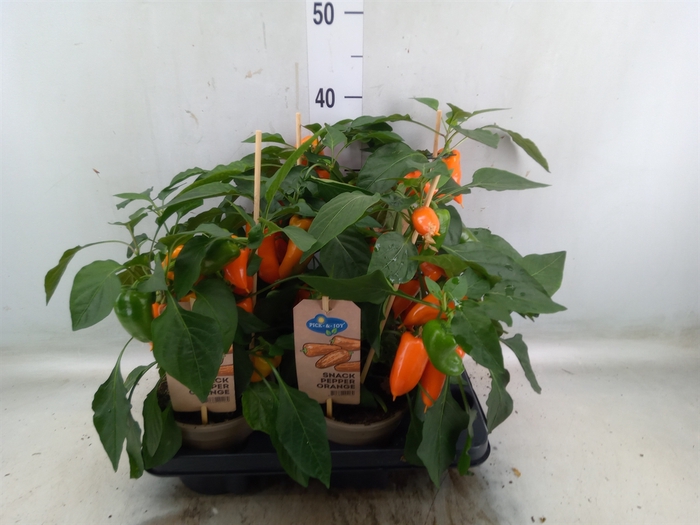 <h4>Capsicum annuum   ...paprika</h4>
