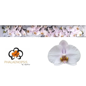 Phalaenopsis Alpha