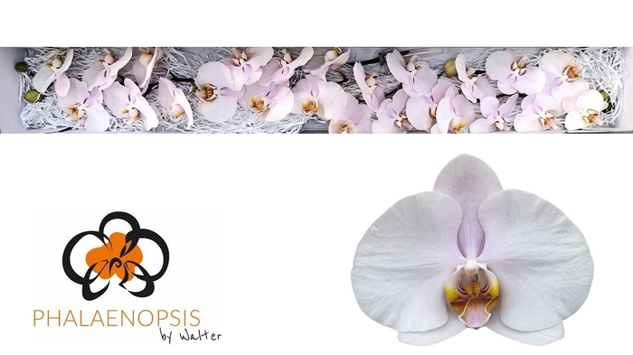 <h4>Phalaenopsis Alpha</h4>