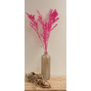 Dried Bleached Ruscus Cerise h%*