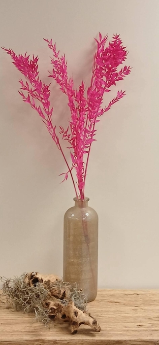 <h4>Dried Bleached Ruscus Cerise h%*</h4>