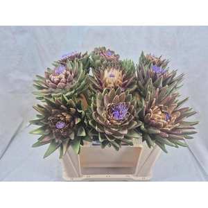 CYNARA SC GREEN GLOB