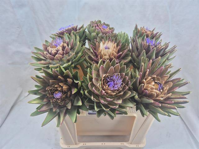 <h4>CYNARA SC GREEN GLOB</h4>