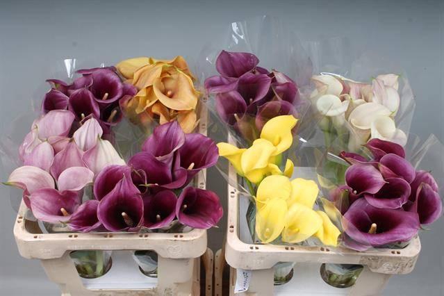 <h4>ZANT GEM IN FUST</h4>