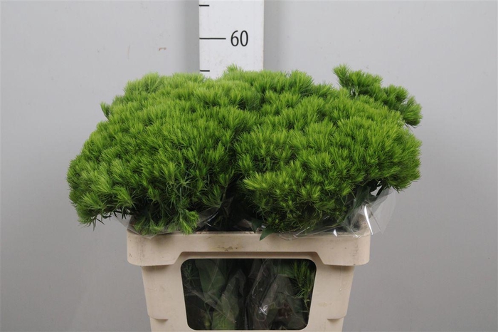 <h4>Di Barb Kiwi Mellow</h4>