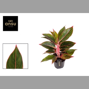 AG KL JUNGLE RED
