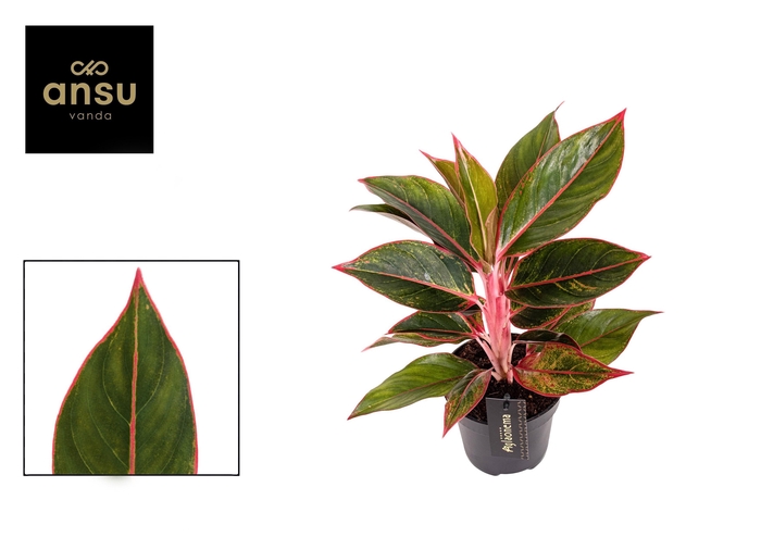 <h4>AG KL JUNGLE RED</h4>
