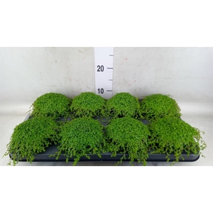 Soleirolia soleirolii   ...green