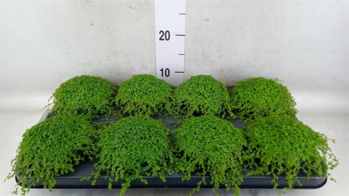 <h4>Soleirolia soleirolii ...green</h4>