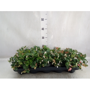 Gaultheria proc. 'Big Berry'