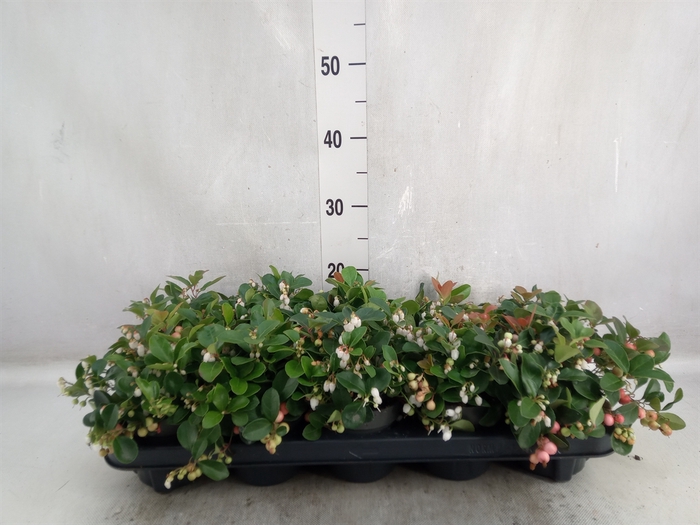 <h4>Gaultheria proc. 'Big Berry'</h4>