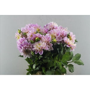 Dahlia sweet nathalie