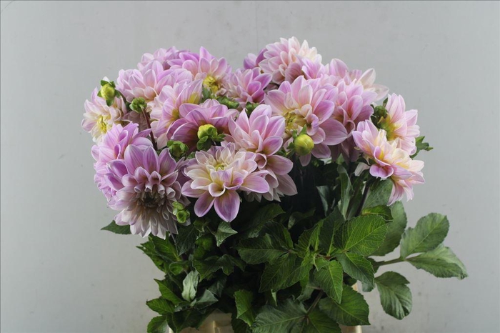 <h4>Dahlia sweet nathalie</h4>