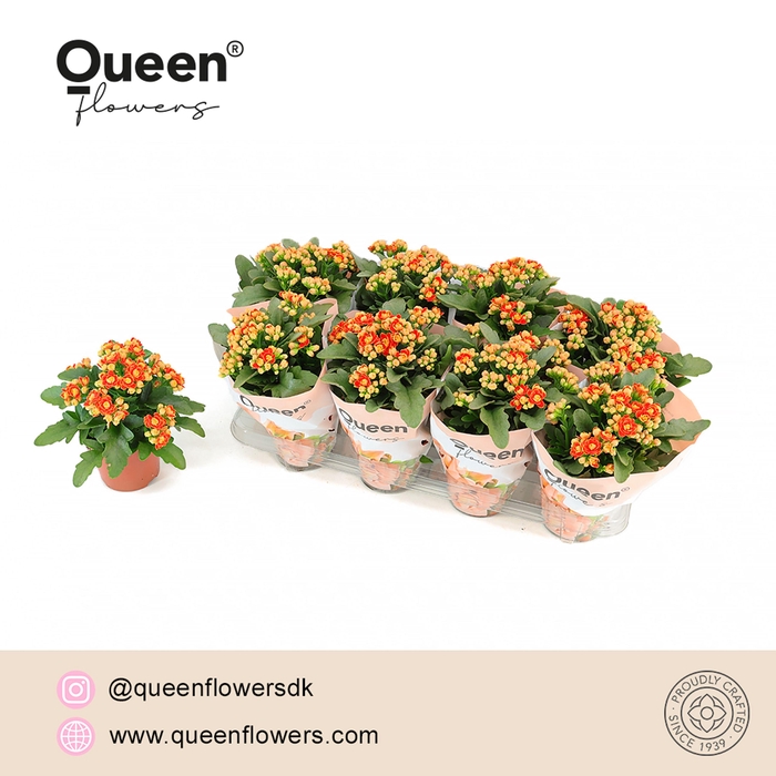 <h4>Kalanchoe Geneva P12 Queen</h4>
