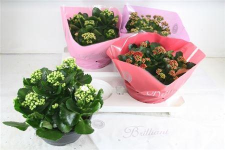 <h4>Kal Ge Gem 4 Kl</h4>