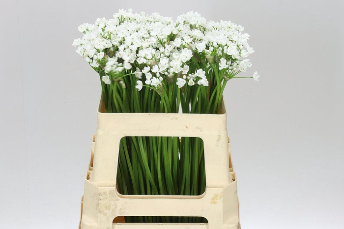 <h4>Allium Flocon</h4>