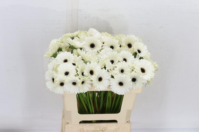 <h4>Ge. Mi Lido</h4>