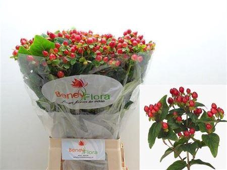 <h4>Hyp Mag Triumph Xtra</h4>